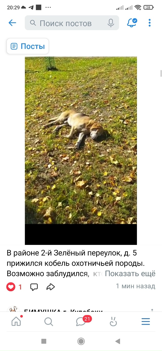 В районе 2-й Зелёный переулок, д. 5 прижился кобель охотн...