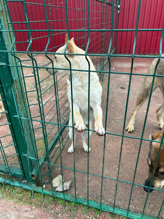Эта собачка испытала предательство😭😢 ее бросили и е?...