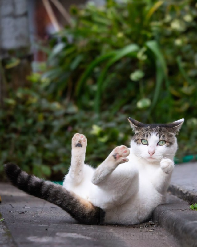 Фотограф из Японии Масаюки Оки уже давно снимает уличных котов в Токио, чтобы показать самые весёлые