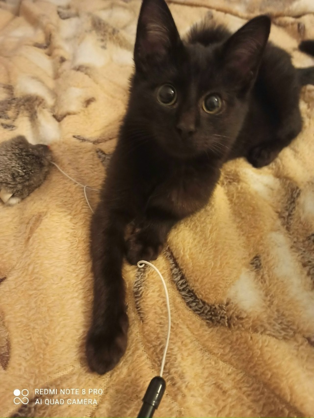 Нашли мы его на улице.
Он ручной, хороший,добрый котено...