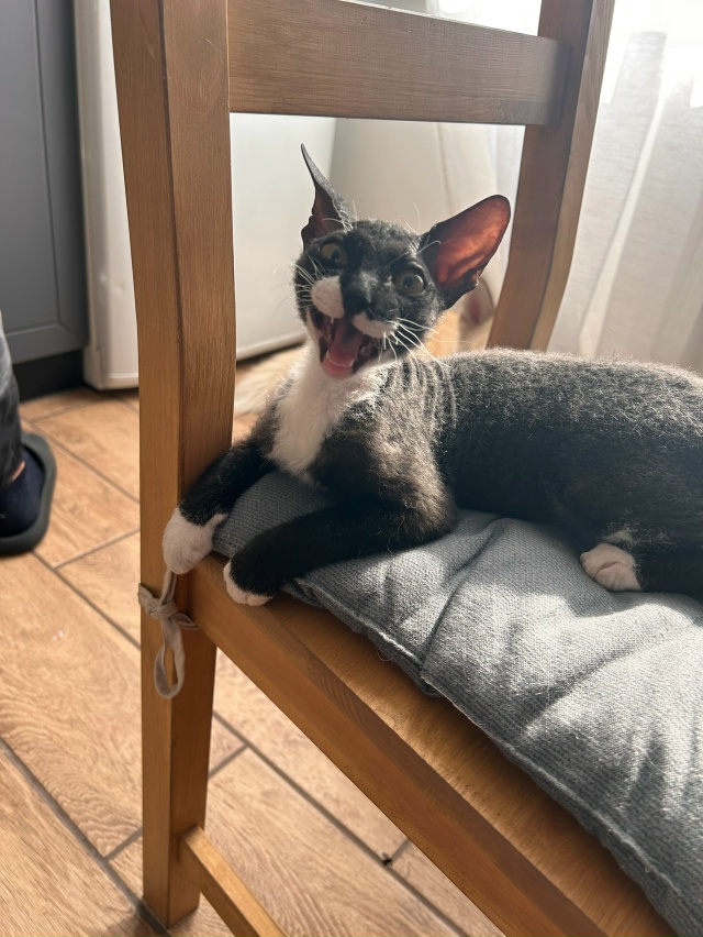 Марла кошка