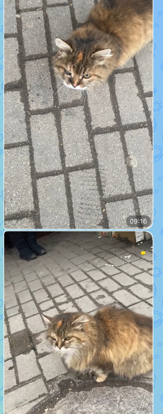 На остановке в городе , сидит кошечка , может кто то узн?...