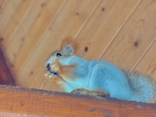 Милые обитательницы Дулевского парка уже сменили шубк...