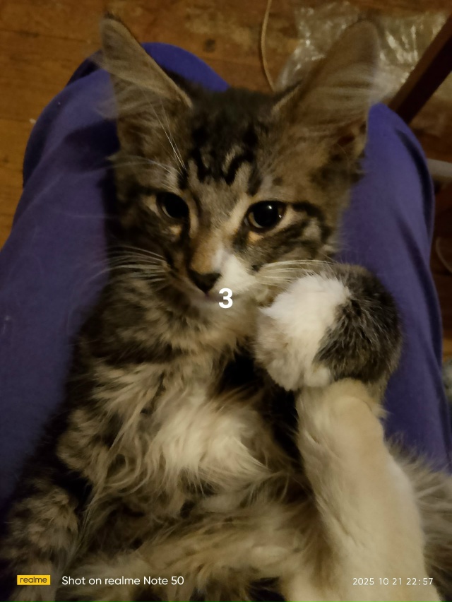 #ПотерялиНашлиПомогите
1
Нашли ключи около Вайлдберр...