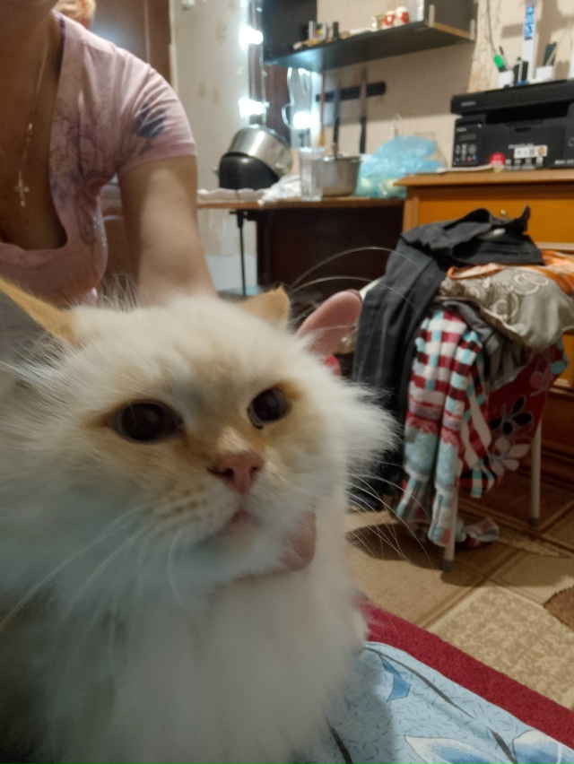 Найден почти по машиной .
Чей котик?
Нашли на улице Кон?...