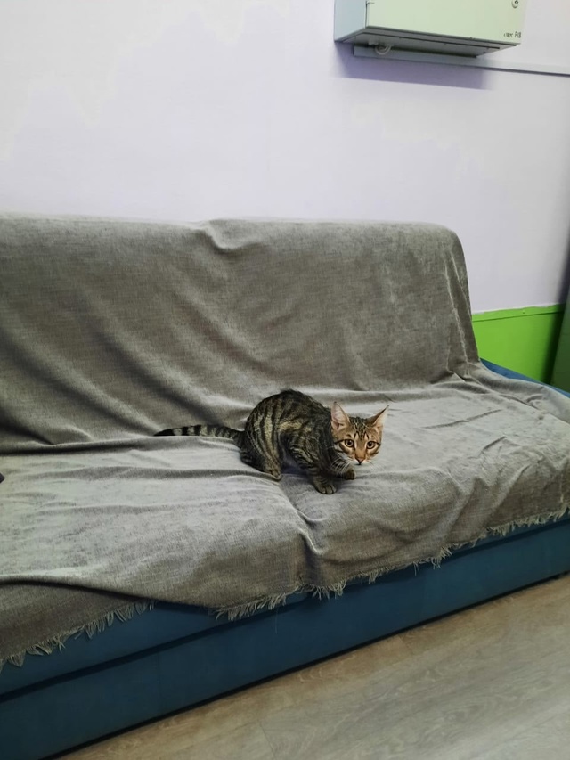 ??? Помогите найти котика ???
Потерялся котик. ?...