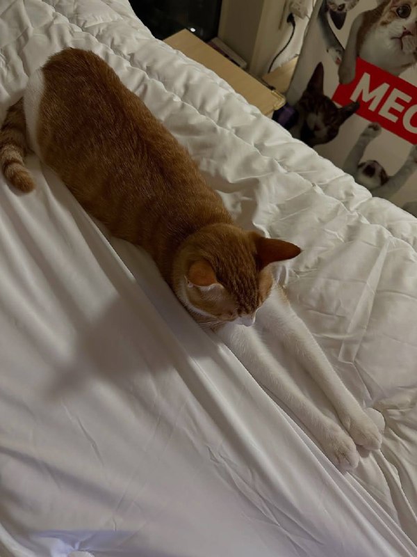 Длиннолапкенс