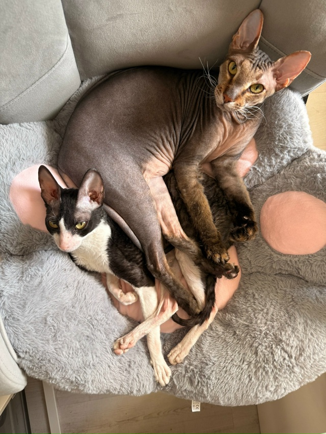 Стич и Сая🐾