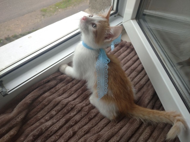 💙 🐈 Рыжий котомальчик находится в поисках своей семь...