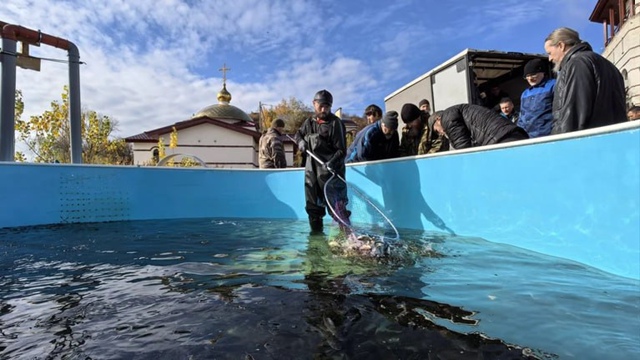 🐟 Самарские энергетики выпустили в Волгу более 19 тыся...