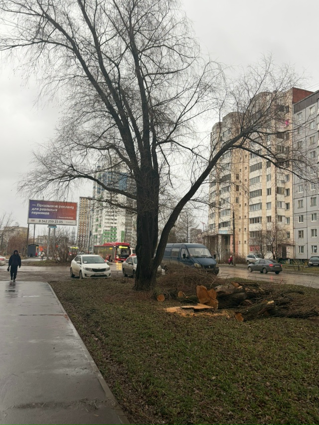 Администрация куда смотрите ,все деревья уже на крохал...