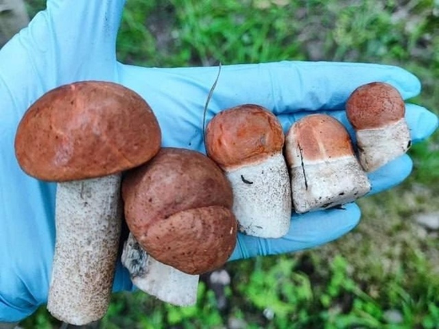 На Урале начался грибной сезон
Сообщается, что в район...