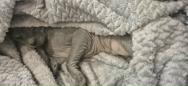 Мой большой Абю. Любит забуриваться в пледик.