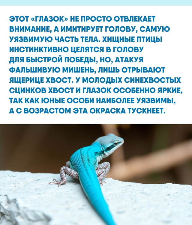 Яркий и заметный хвост кажется для маленького существ?...