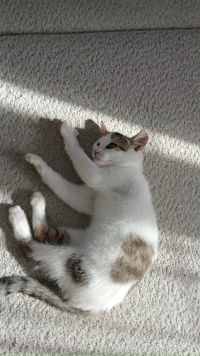 Несколько дней назад нам подбросили кошечку. Малышка с...