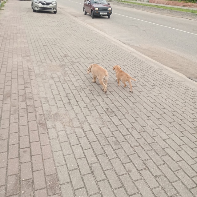 Никто не терял собачек,у взрослой ошейник,в 9.15 бежали ?...