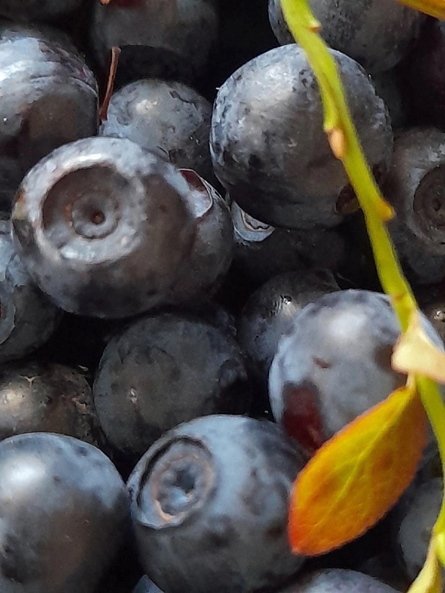 Дары болот Пермского края
Фото: Валентина Вороненко