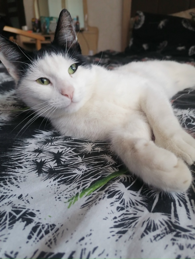 Пропал кот, может кто встречал, сообщите буду очень при...