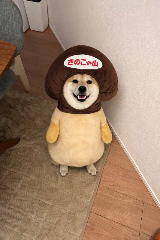 Ты думал я гриб? Я кот не ешь меня👎 4ch