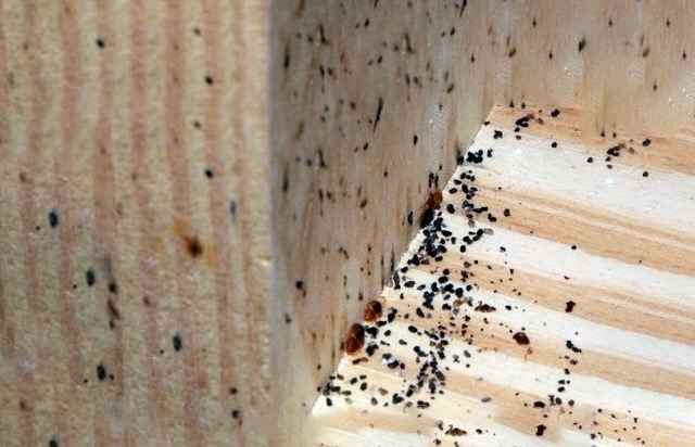 Предлагаем услуги дезинфекции, дезинсекции, дератизац...