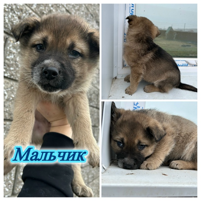 Здравствуйте, прекрасные малыши-мишутки в добрые руки?...