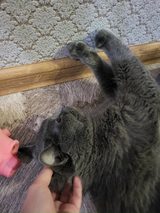 Любимый кот 🐱