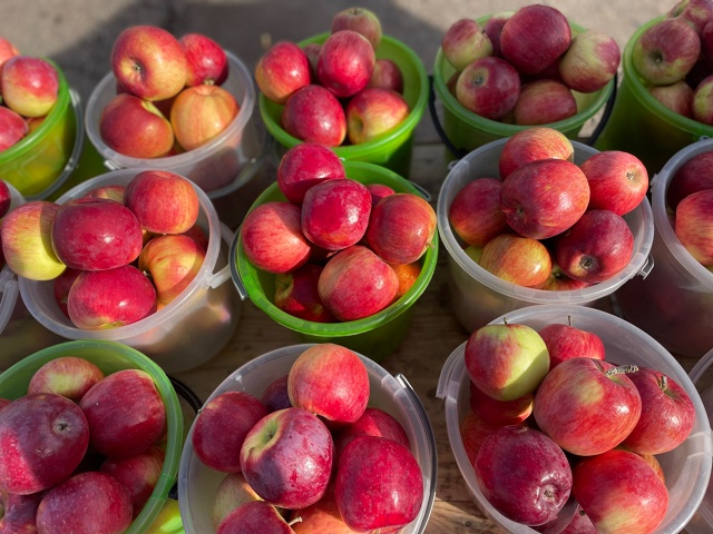 Дорогие друзья! С. КРАСНОУСОЛЬСКИЙ🍎🍐ПРИЕДЕМ НА ЯРМА?...