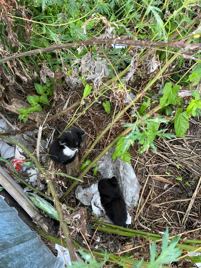 Добрый день! На мусорке ул. Степана Разина (не доезжая Д...