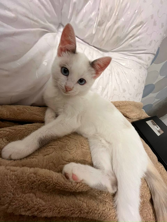 Потерялась кошка по кличке Соба 11.11.25, ориентировочно в...