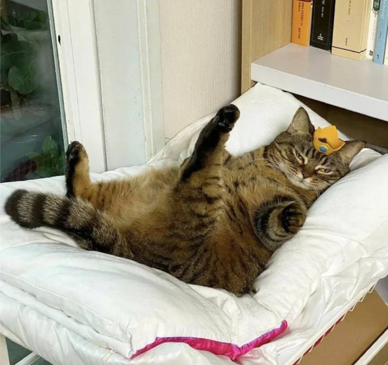 Сегодня в Великобритании отмечают День ничегонеделанья.
Знаете, я и сам своего рода британец.