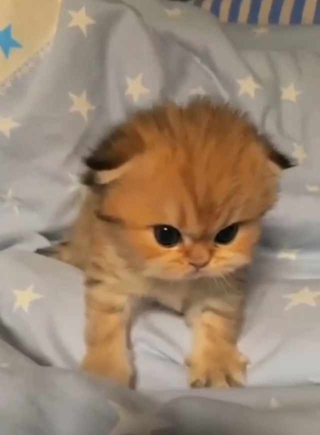 Злюся готовится ко сну ?