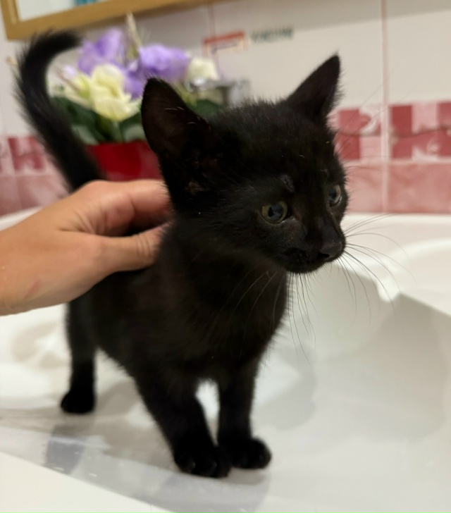 Котёнок в добрые руки❤️ к лотку приучен, игривый, обра...