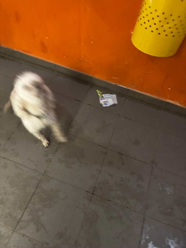 Мб кто потерял собаку, в ошейнике, бегает по Кронштадск...