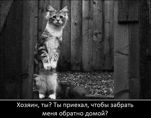 Это обращение к дачникам. Не бросайте на зиму одних, он?...