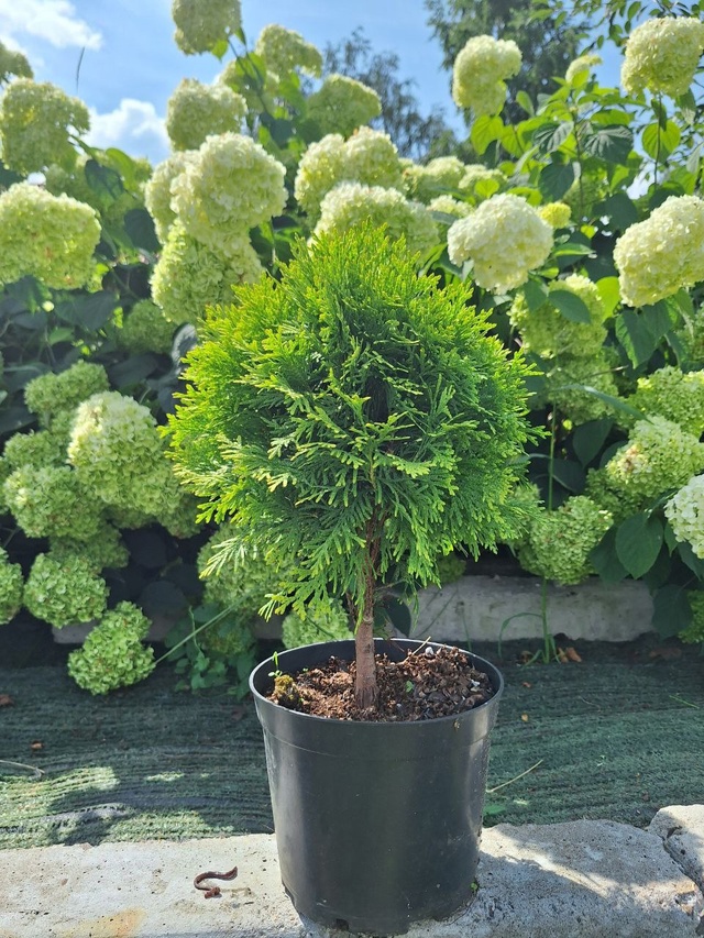 Создайте свой зеленый оазис! 🌳✨
Мечтаете о пышной жив...