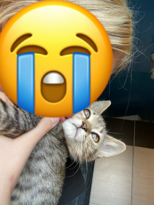 Пропал котёнок!
Кто видел пожалуйста сообщите!!!
89536336392
...