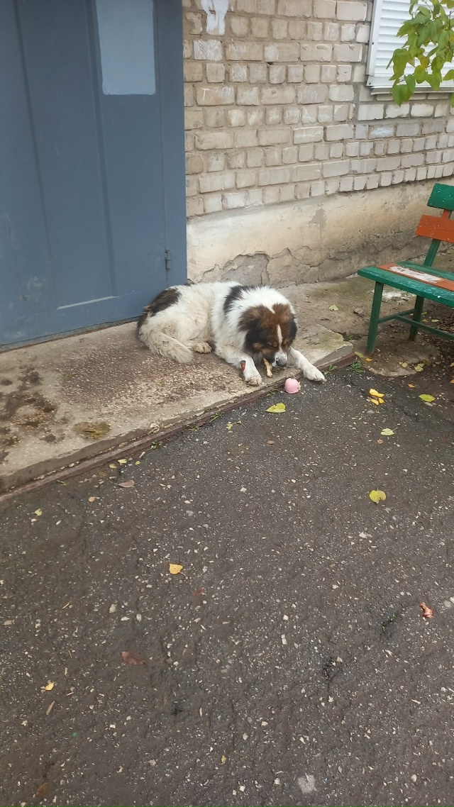 Вот такая собачка бегает по улице Гагарина д2 может кто...