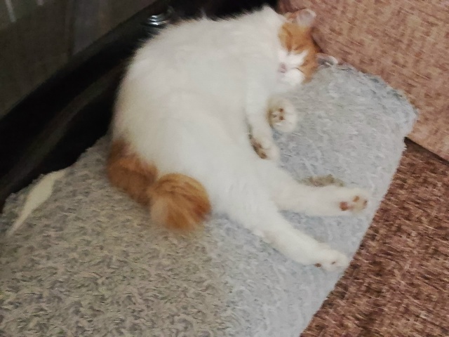 Шкура спит)))