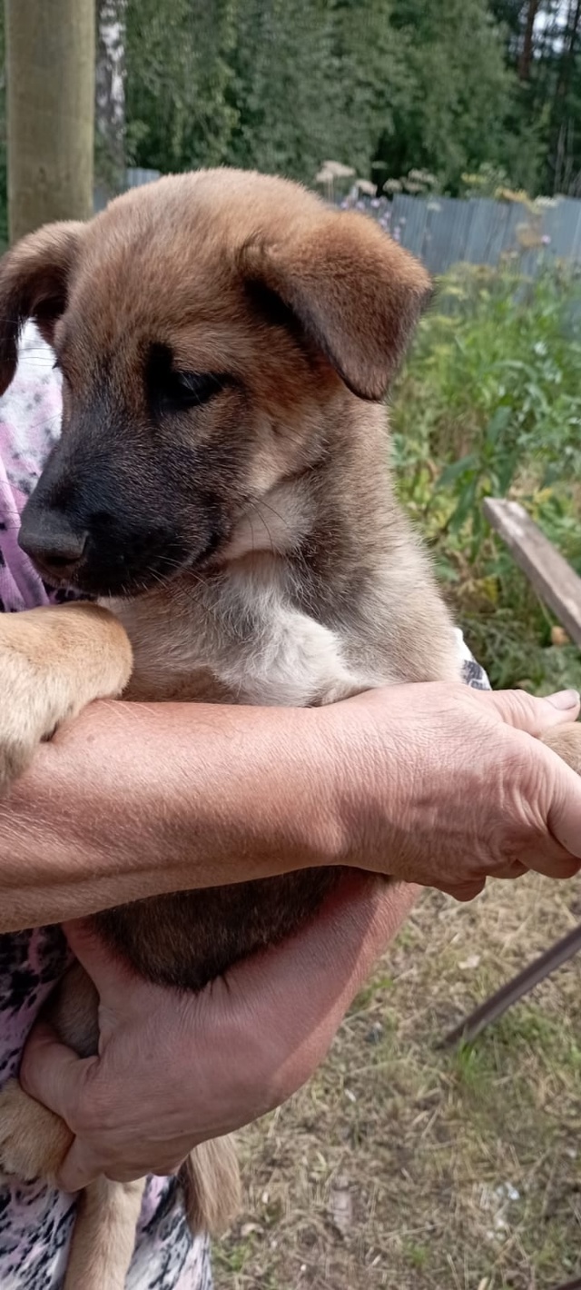 Доброго времени суток.
❗❗Подкинули щенков. Непонятно...