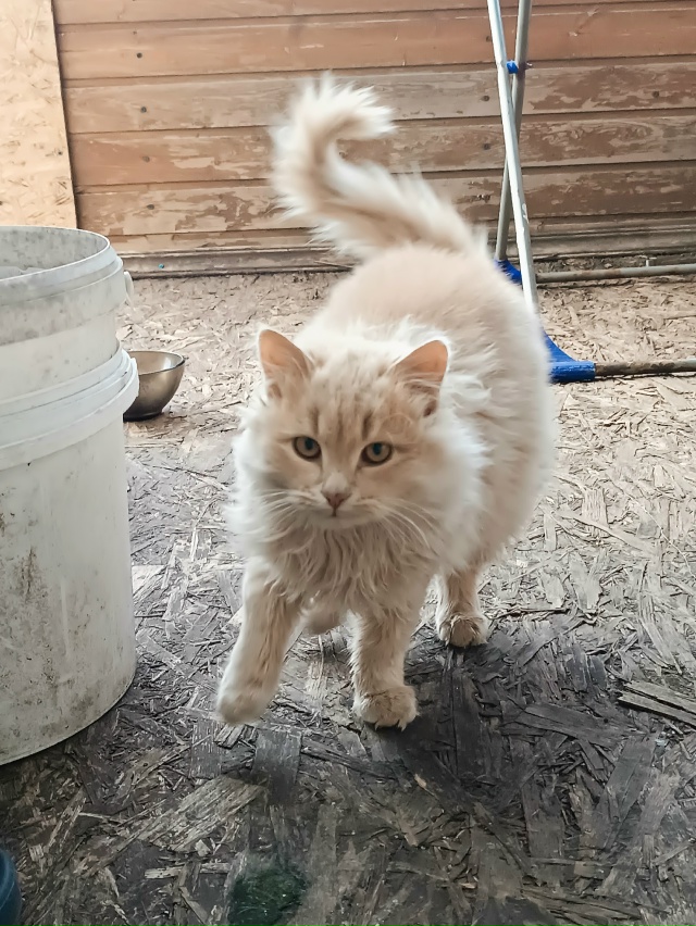 Добрый день. Никто не терял малыша? (район жд посёлок) и?...