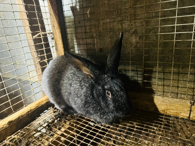 Анон. Здравствуйте. Продаются кролики на мясо и живые, ?...