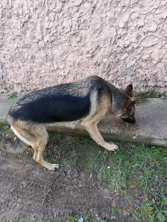 Подскажите есть ли у нее хозяин ?