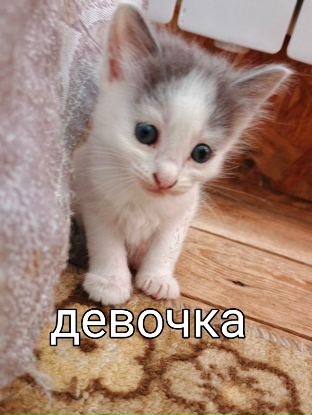 Маленькие пушистики ищут себе дом😻😻😻
Возраст 1 меся...