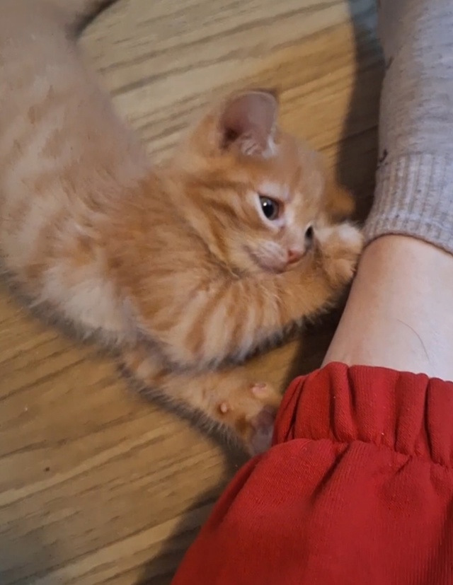Отдам будущих мышеловок в добрые любящие руки.
Если бу?...