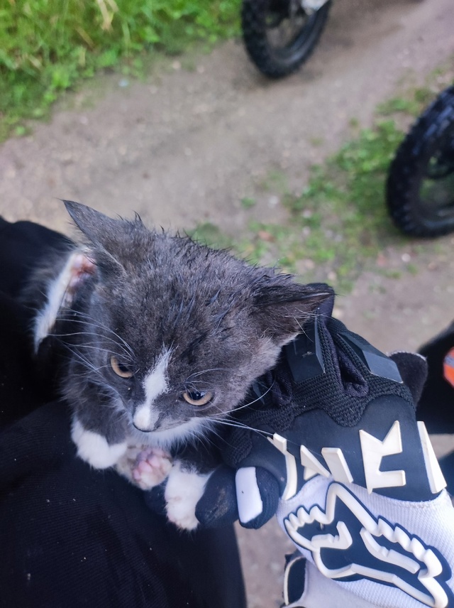 Не нужны котята кому нибудь?
Катались по лесу, нашли дв...