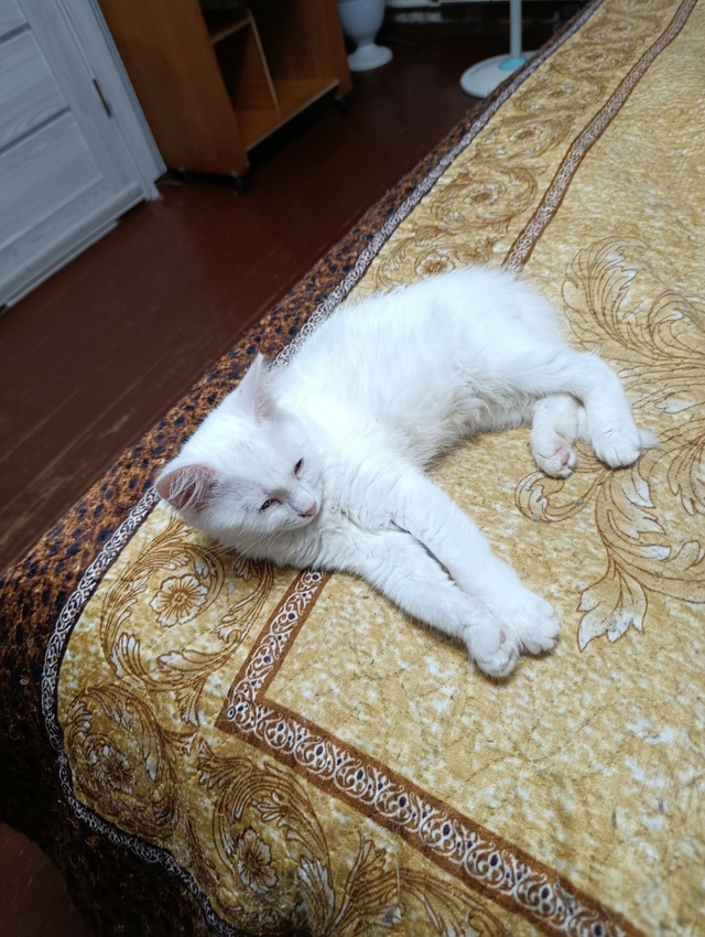 Котя месяца 3+ кот и кошка, едят всё, в лоток ходят... бат...