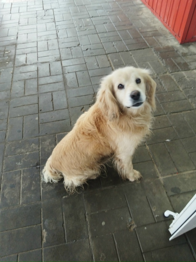 Здравствуйте, помогите выложить объявление, собачка п?...