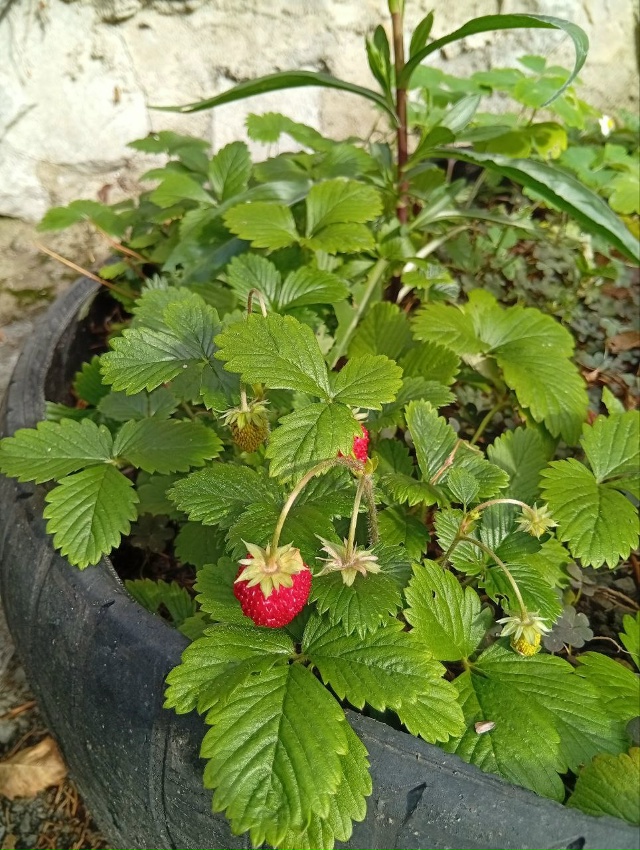 Вот такая она - зима в Ялте! 👍
Сбор урожая 1 декабря 🍓