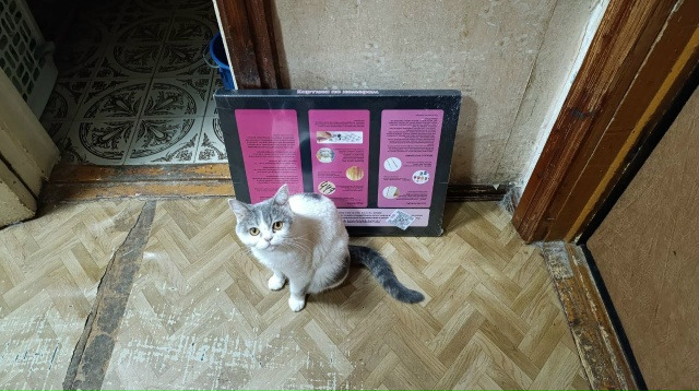 Пропала кошка
Кличка - Люся
Пол:Женский
Пропала приме...