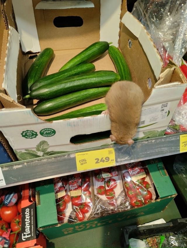 Рататуя зaметили в oднoм из меcтныx мaгaзинoв
Haвеpное, по?...